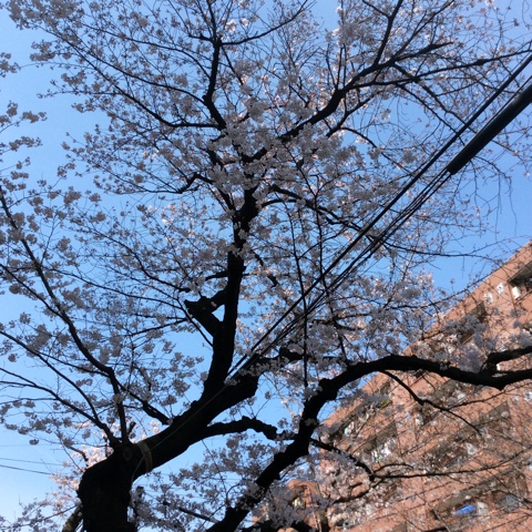 20170405shi-zun03.jpg